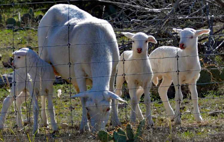 3 sheep and mom